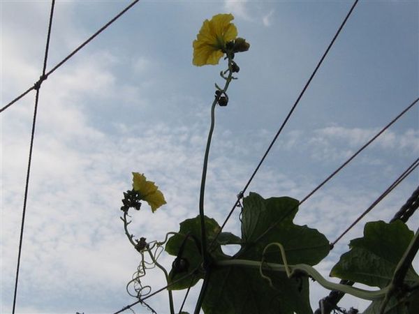 頭城海邊的絲瓜花