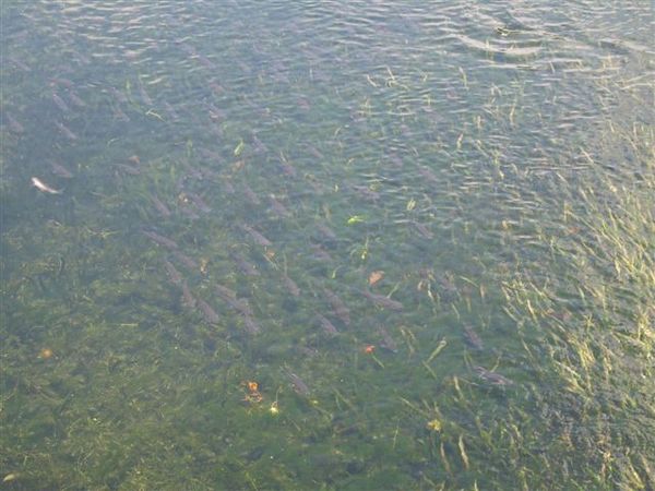 生態池裡的魚群