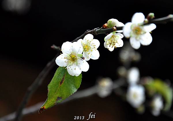 菩薩寺13