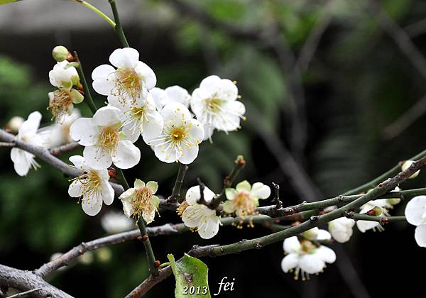 菩薩寺14