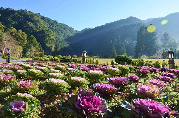 春遊賞花