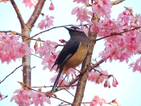 渡假勝地