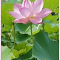 201106荷花季01.jpg