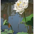 20110619 006 荷花季.jpg