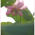 20110701荷花季012.jpg