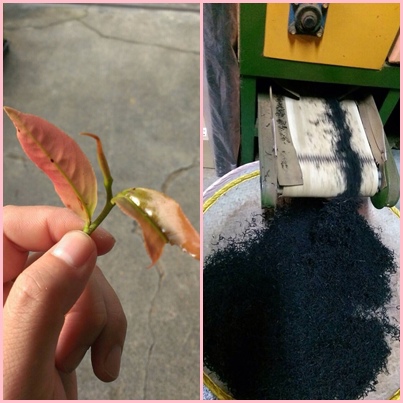挑選茶葉 挑選茶葉