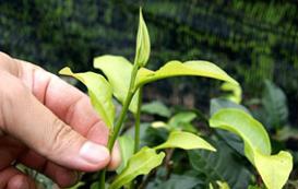 日月潭紅茶 日月潭紅茶