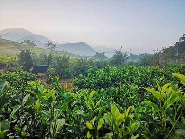 日月茶坊-ＣＰ值高日月潭紅茶店家－紅玉紅茶台茶18號－阿薩姆