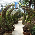 韓國 首爾植物園34.JPG