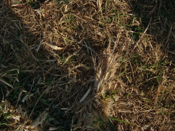 DSC01793.JPG
