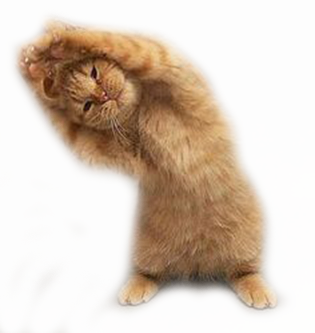 貓咪.png 貓咪.png