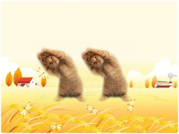 貓咪去背01.jpg 貓咪去背01.jpg