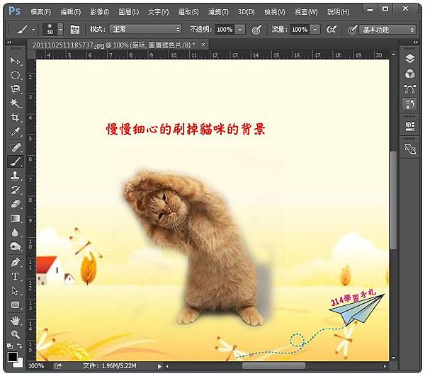 貓咪去背-4.jpg 貓咪去背-4.jpg