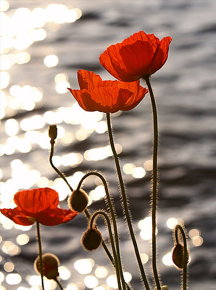 440px-Poppies_in_the_Sunset_on_Lake_Geneva