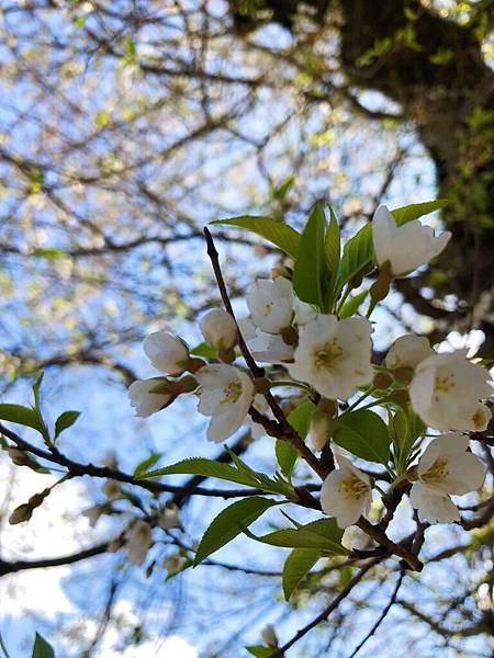 觀霧山莊_180413_0086.jpg