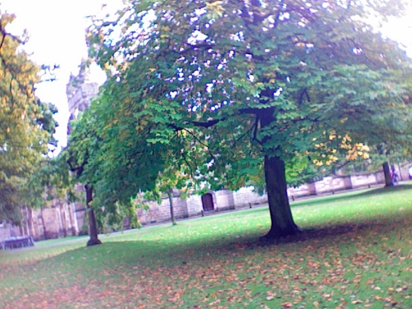 學院旁的樹