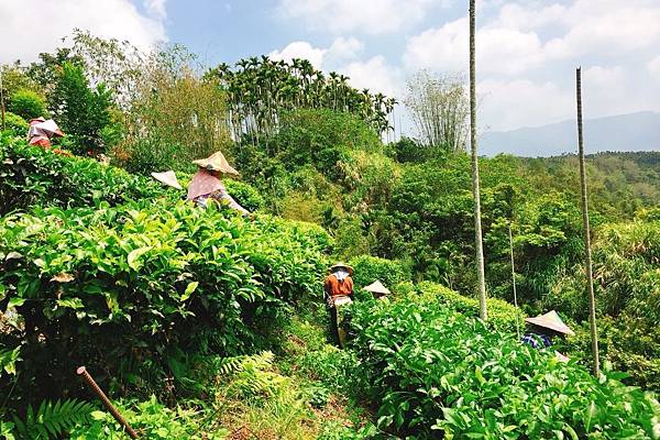 紅玉紅茶推薦 紅玉紅茶推薦