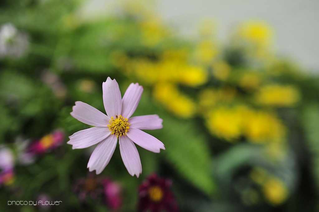 _DSC0343 low _DSC0343 low