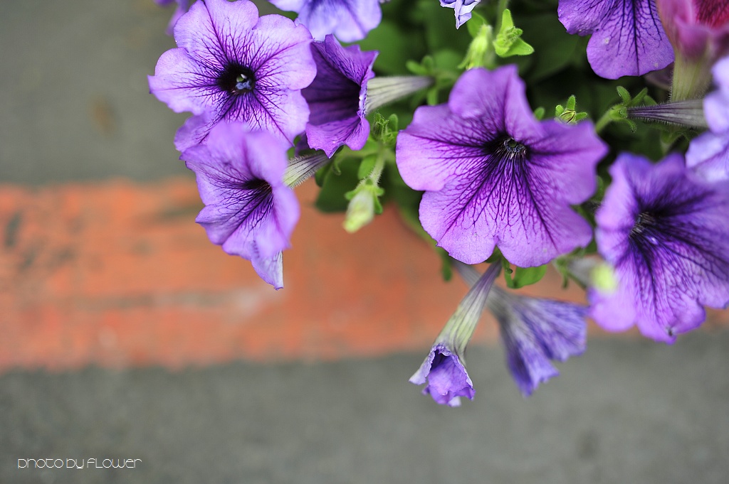 _DSC0366 low _DSC0366 low