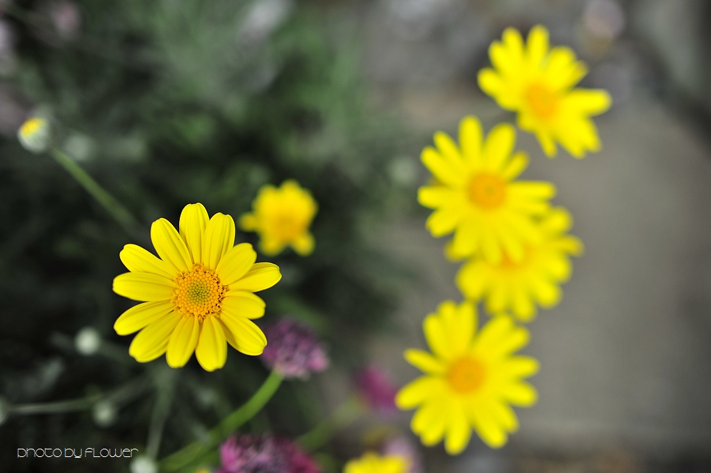 _DSC0368 low _DSC0368 low