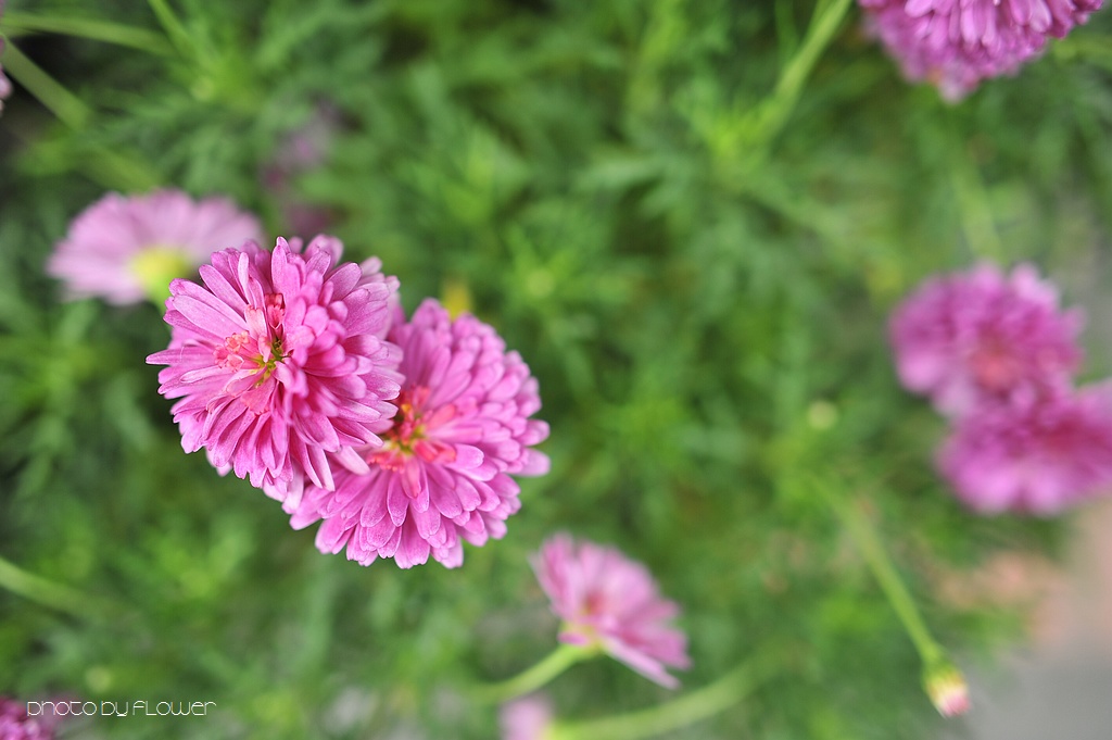 _DSC0369 low _DSC0369 low