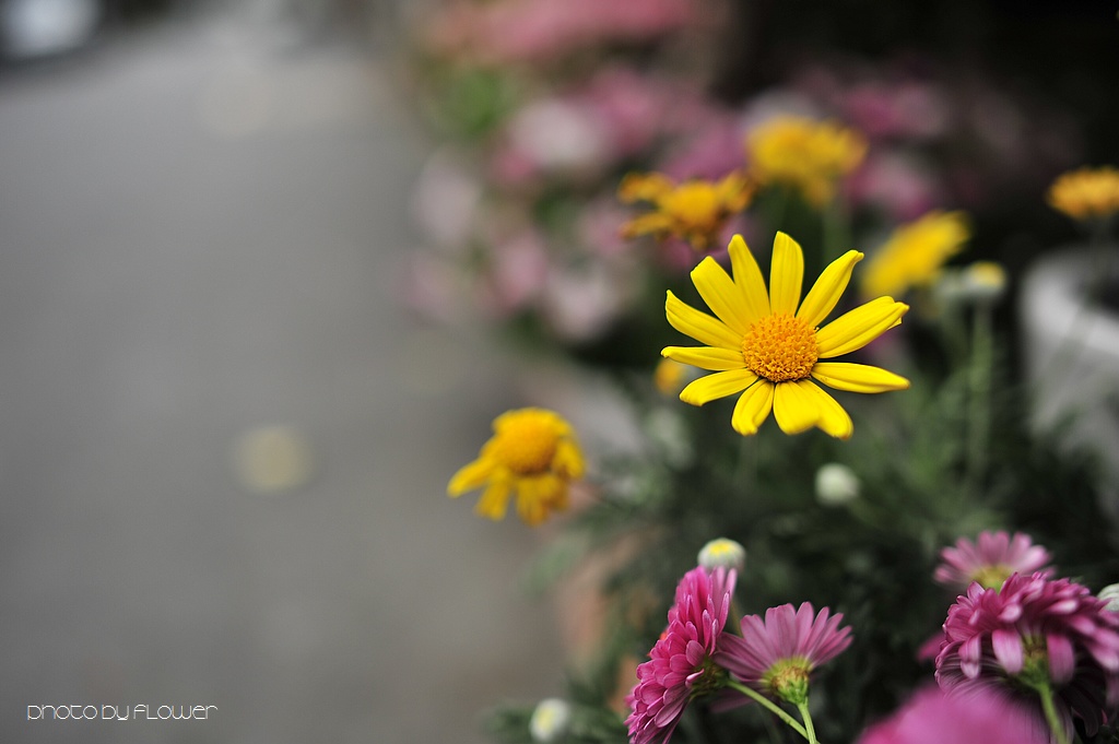 _DSC0370 low _DSC0370 low