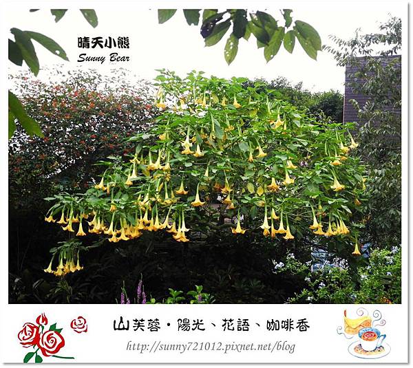 60.晴天小熊-山芙蓉-隱匿山城中的秘密花園