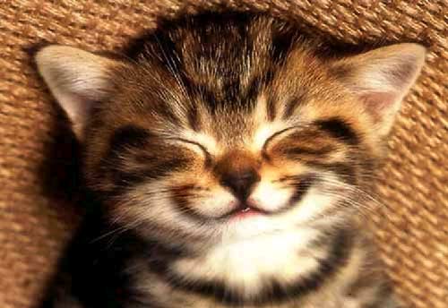 smile-kitten-large.jpg smile-kitten-large.jpg