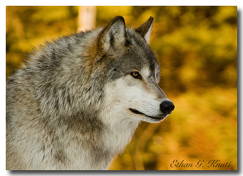 wolf2.bmp wolf2.bmp