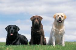 Labrador-Retriever.jpg Labrador-Retriever.jpg