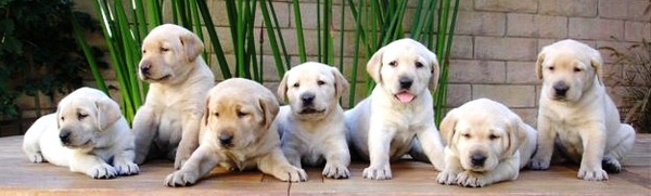 Labrador_Retriever_Puppies.jpg Labrador_Retriever_Puppies.jpg