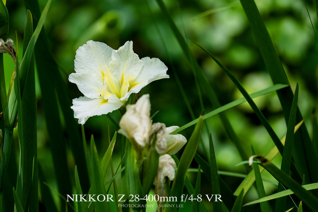 【攝影】NIKKOR Z 28-400mm f/4-8 VR