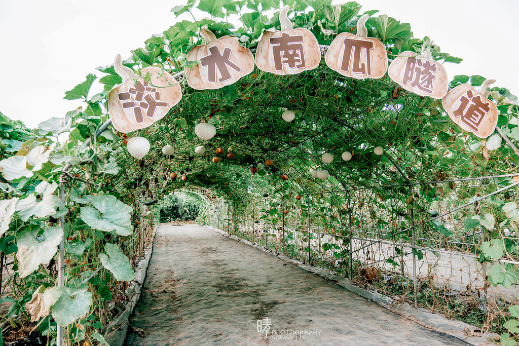 【淡水 | 南瓜隧道】屯山阿嬤打造出的南瓜奇跡