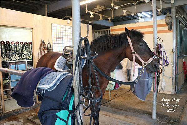 親子體驗 新竹縣新埔鎮馬場 Da Ri Horse 大日馬術文創園區 新竹馬場 馬術課輕體驗 專業教練一對一 輕鬆體驗馬背平衡 桑妮晴的日常紀錄 女攝影師桑妮晴的攝影紀錄 桑妮晴的體驗紀錄 (4).jpg