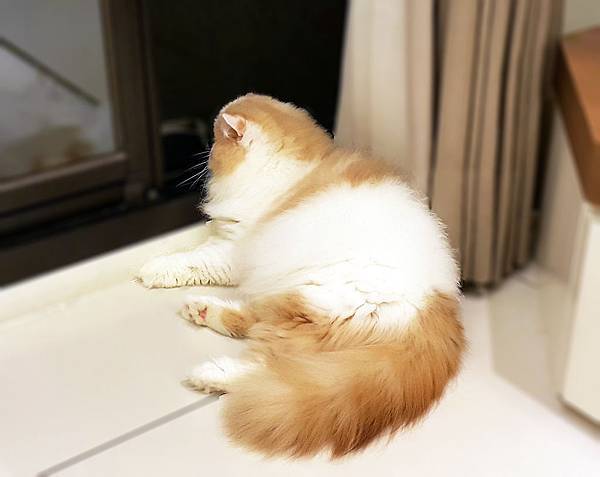 小花貓-紅白貓-照片-桑泥