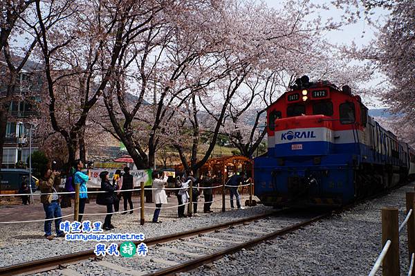 Jinhae005.jpg