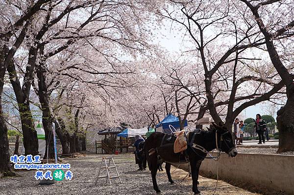 Jinhae004.jpg