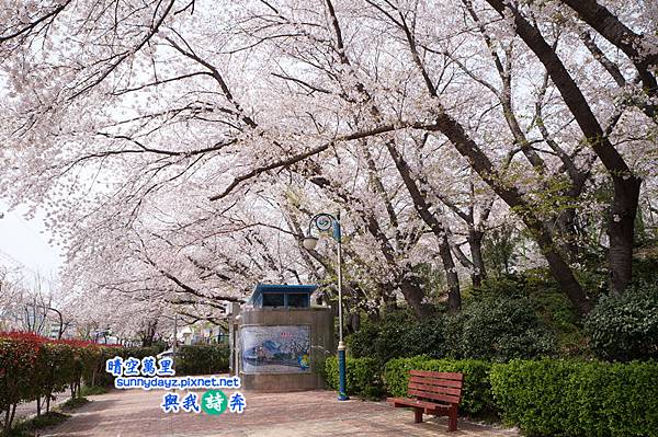 Jinhae009.jpg