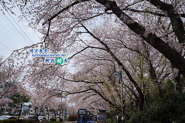 Jinhae008.jpg