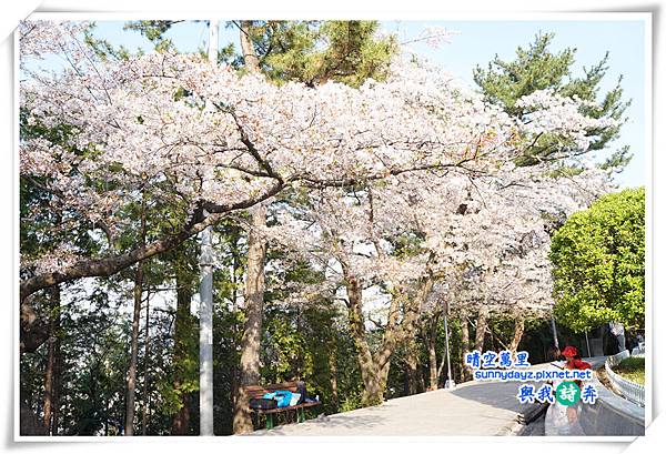 Jinhae035.jpg