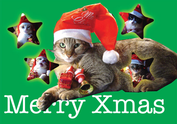 cat-406.jpg cat-406.jpg