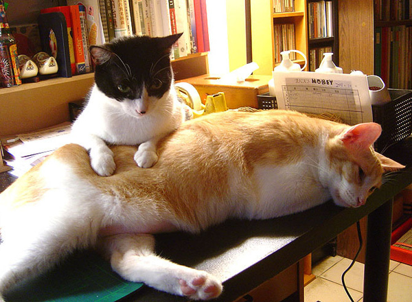 cat-407.jpg cat-407.jpg