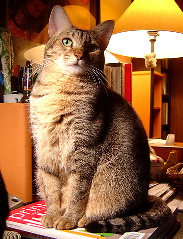 cat-426.jpg cat-426.jpg