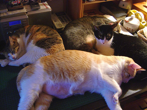 cat-427.jpg cat-427.jpg