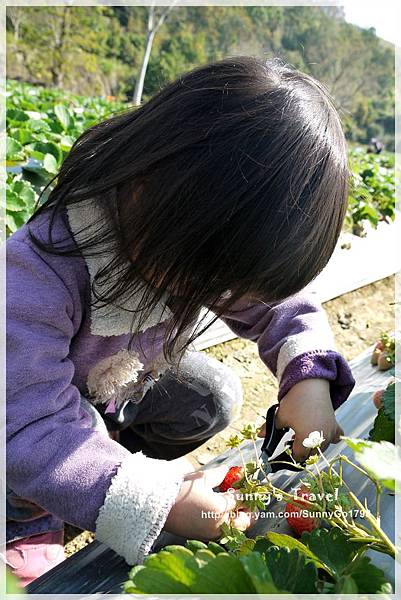 9耀婆山草莓園 (12).JPG