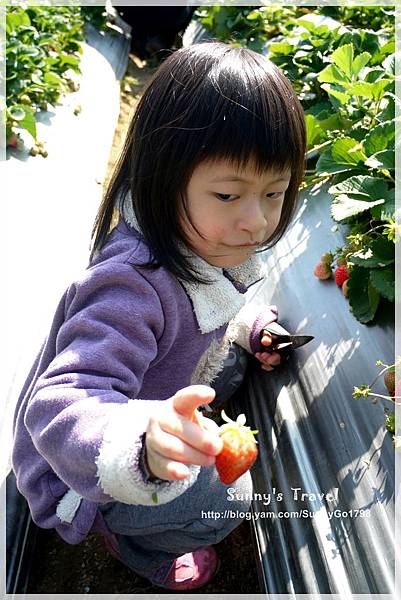 9耀婆山草莓園 (13).JPG