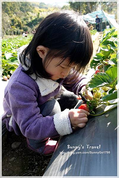 9耀婆山草莓園 (15).JPG 9耀婆山草莓園 (15).JPG