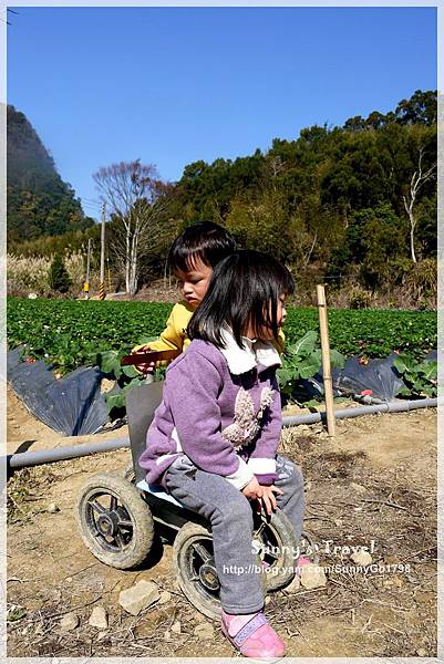 9耀婆山草莓園 (23).JPG