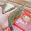 段泰國蝦_水產生鮮_泰國蝦推薦 (11).JPG