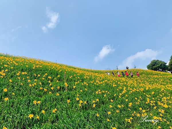 年最新花況 彰化景點 彰化花壇虎山岩金針花山 不用跑花東 中部也有滿山遍野的金針花海 今年沒有讓人失望 Sunny S愜意時光 食光